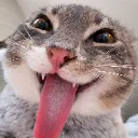 Emoji catlang