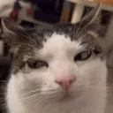 Emoji catpff