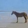 Emoji horse_alone