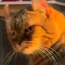 Emoji 972774catangry26