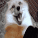 Emoji 29407happyfox