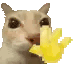 Emoji CatWave