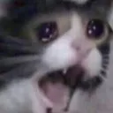 Emoji cryingcat