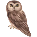 Emoji Owl