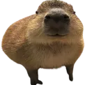 Emoji c_capy