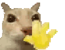 Emoji cat_catwave