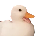 Emoji Duck_Cuack