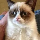 Emoji disappointed_cat