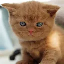 Emoji marchechatfrance164220