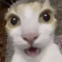 Emoji shockedcat