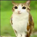 Emoji meowl