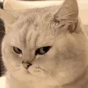 Emoji 521863sideeyecat