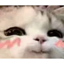 Emoji 0el8catsmug