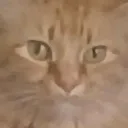 Emoji karesha2
