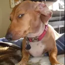 Emoji dogsideeye