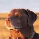 Emoji chien