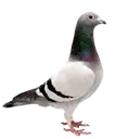 Emoji pigeon