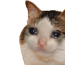 Emoji catsad