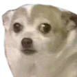 Emoji 4491_ScaredDog