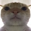 Emoji swagcat