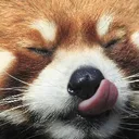 Emoji redpanda_tasty