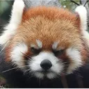 Emoji redpanda_angry