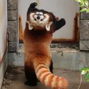 Emoji redpanda_backwards