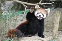 Emoji redpanda_wave