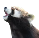 Emoji redpanda_pog