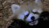 Emoji redpanda_hungry