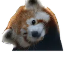 Emoji redpanda_tilt
