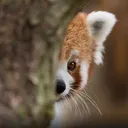 Emoji redpanda_peek