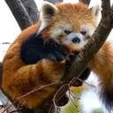 Emoji redpanda_mad