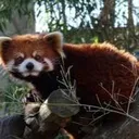 Emoji redpanda_angry_stare