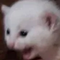 Emoji Cat_rag