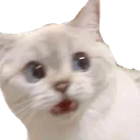 Emoji Cat_wtf