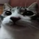 Emoji Cat