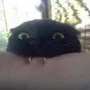 Emoji cat_vampire
