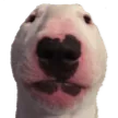 Emoji stare_dog