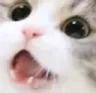 Emoji petitetetedechatontropmignon