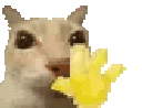 Emoji Hi_CAT