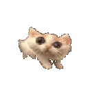 Emoji whatthehellycat