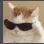 Emoji catcool