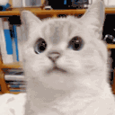 Emoji emoji_cat