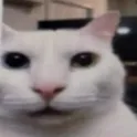 Emoji whatCat