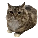 Emoji W_CatChill