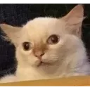 Emoji W_CatDumb