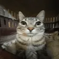 Emoji W_KittyStare