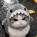 Emoji W_KittyAngyShark