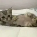 Emoji W_KittyMeoww